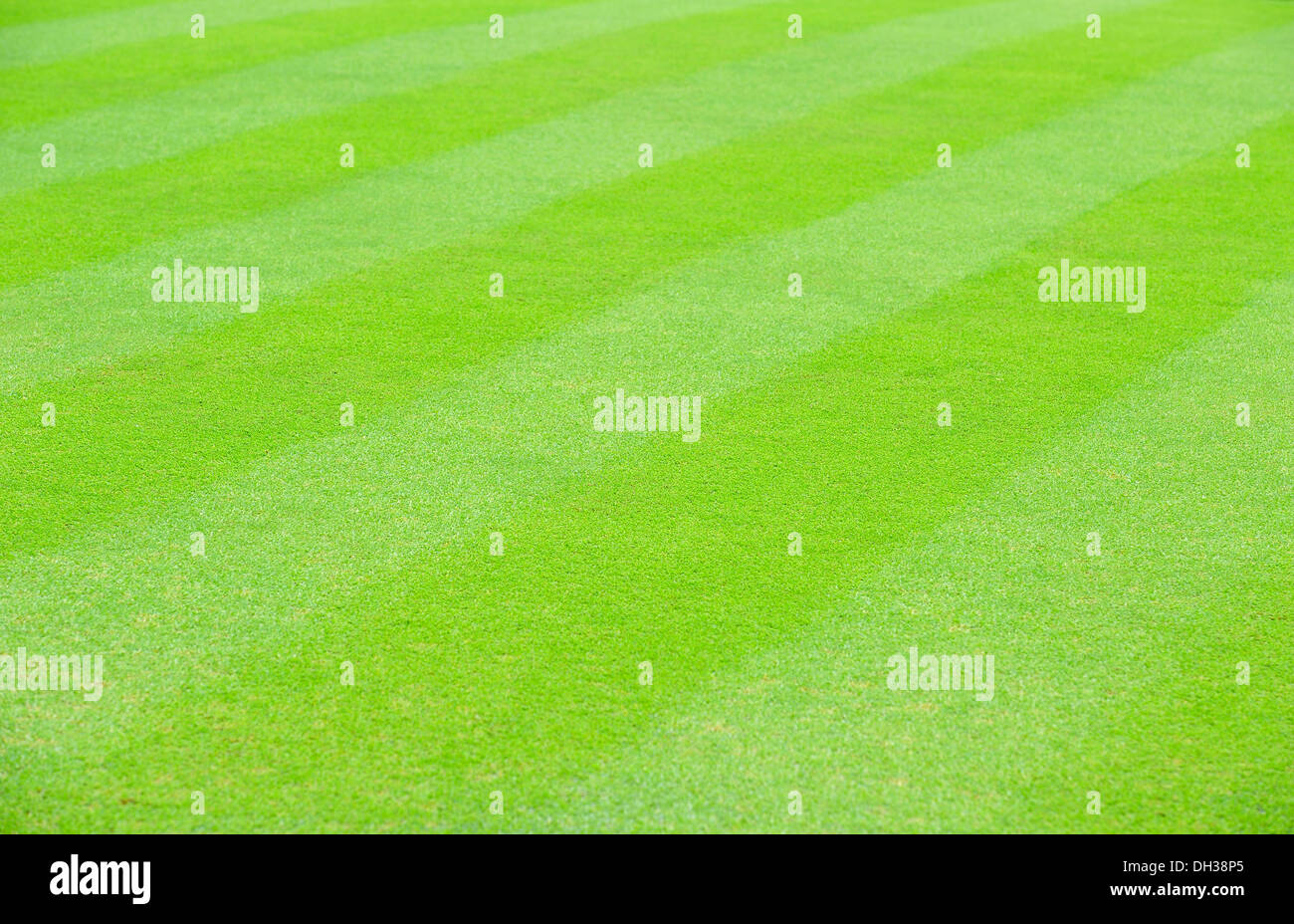 Grass-Hintergrund Stockfoto