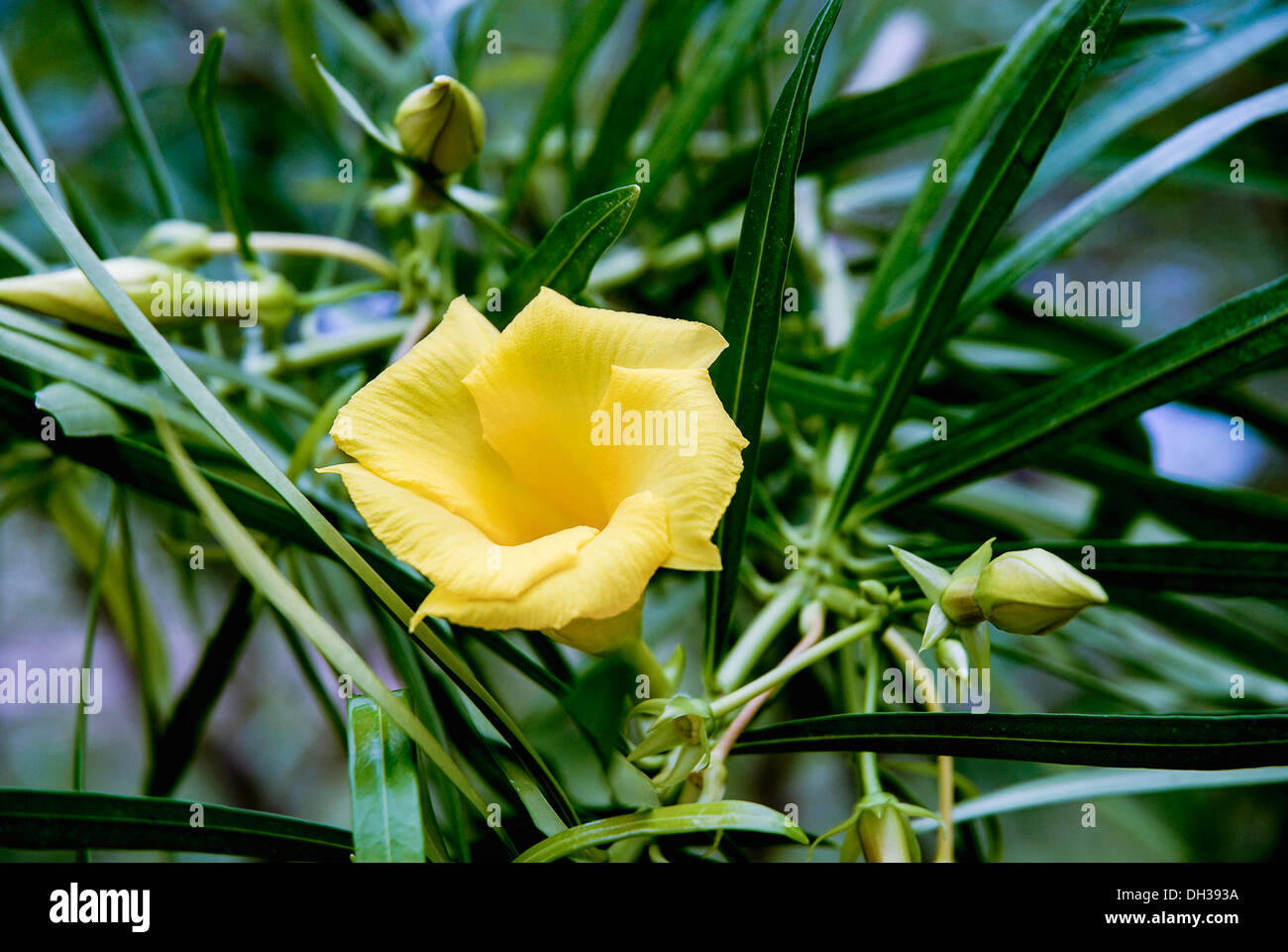 Gelber Oleander, Thevetia Peruviana. Einzelne offene Blüte und Knospen wachsen in Phrao, Chiang Mai, Thailand. Stockfoto