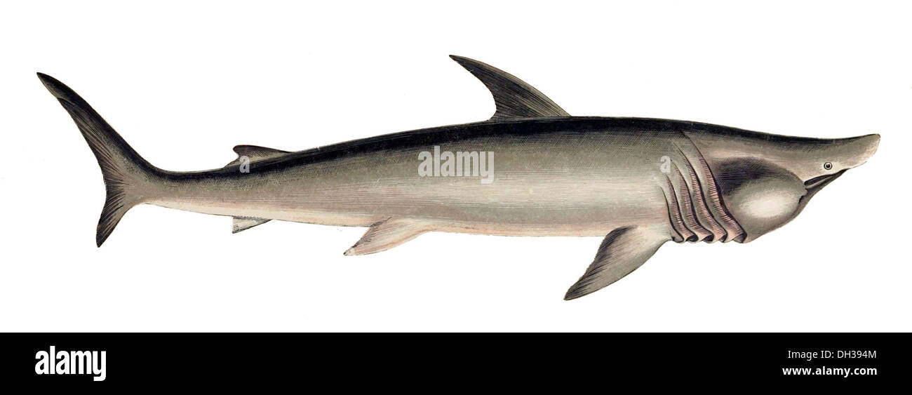 Cetorhinus maximus Gervais, bekannt als Riesenhai, ist die zweitgrößte lebende Fischart, die häufig in gemäßigten Ozeanen vorkommt. Sie zeichnet sich durch ihre große Größe, ihren weiten Hals und ihr Verhalten bei der Filterzufuhr aus. Stockfoto Cetorhinus maximus Gervais, bekannt als Riesenhai, ist die zweitgrößte lebende Fischart, die häufig in gemäßigten Ozeanen vorkommt. Sie zeichnet sich durch ihre große Größe, ihren weiten Hals und ihr Verhalten bei der Filterzufuhr aus. Stockfoto