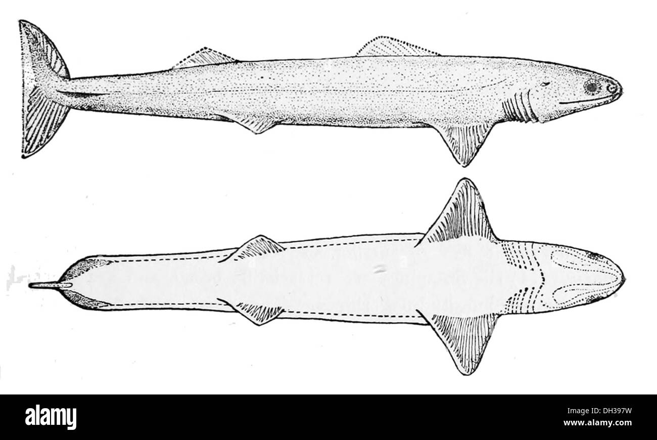 Cladoselache fyleri ist eine ausgestorbene Haiart aus der Devon-Zeit. Er ist bekannt für seine primitiven Eigenschaften, einschließlich des Fehlens einer Flossenwirbelsäule und gut entwickelter Zähne. Stockfoto