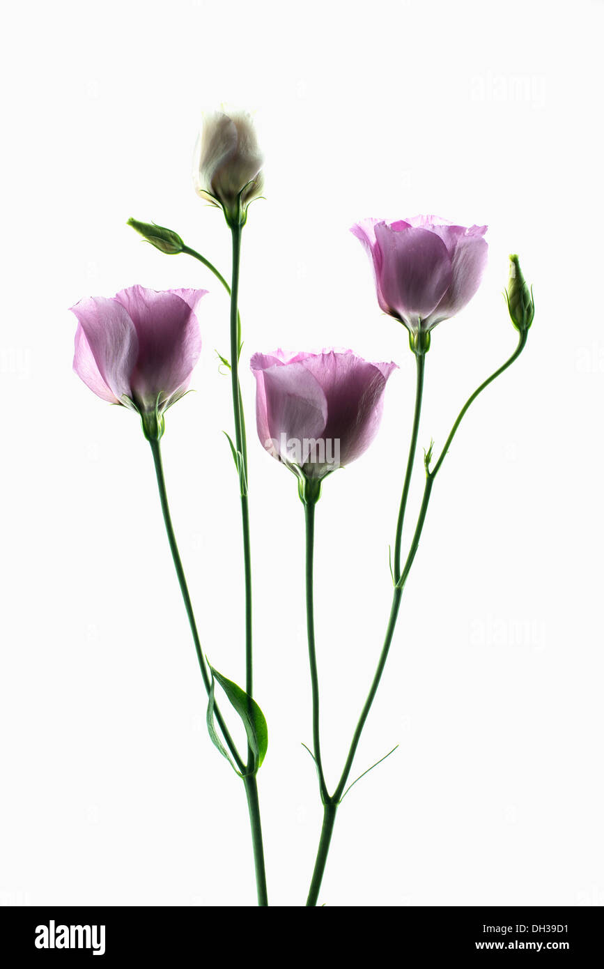 Lisianthus, Eustoma Russellianum Piccolo Rose. Studioaufnahme von mehrere Blütenköpfchen arrangiert und fotografiert auf einem Leuchtkasten. Stockfoto