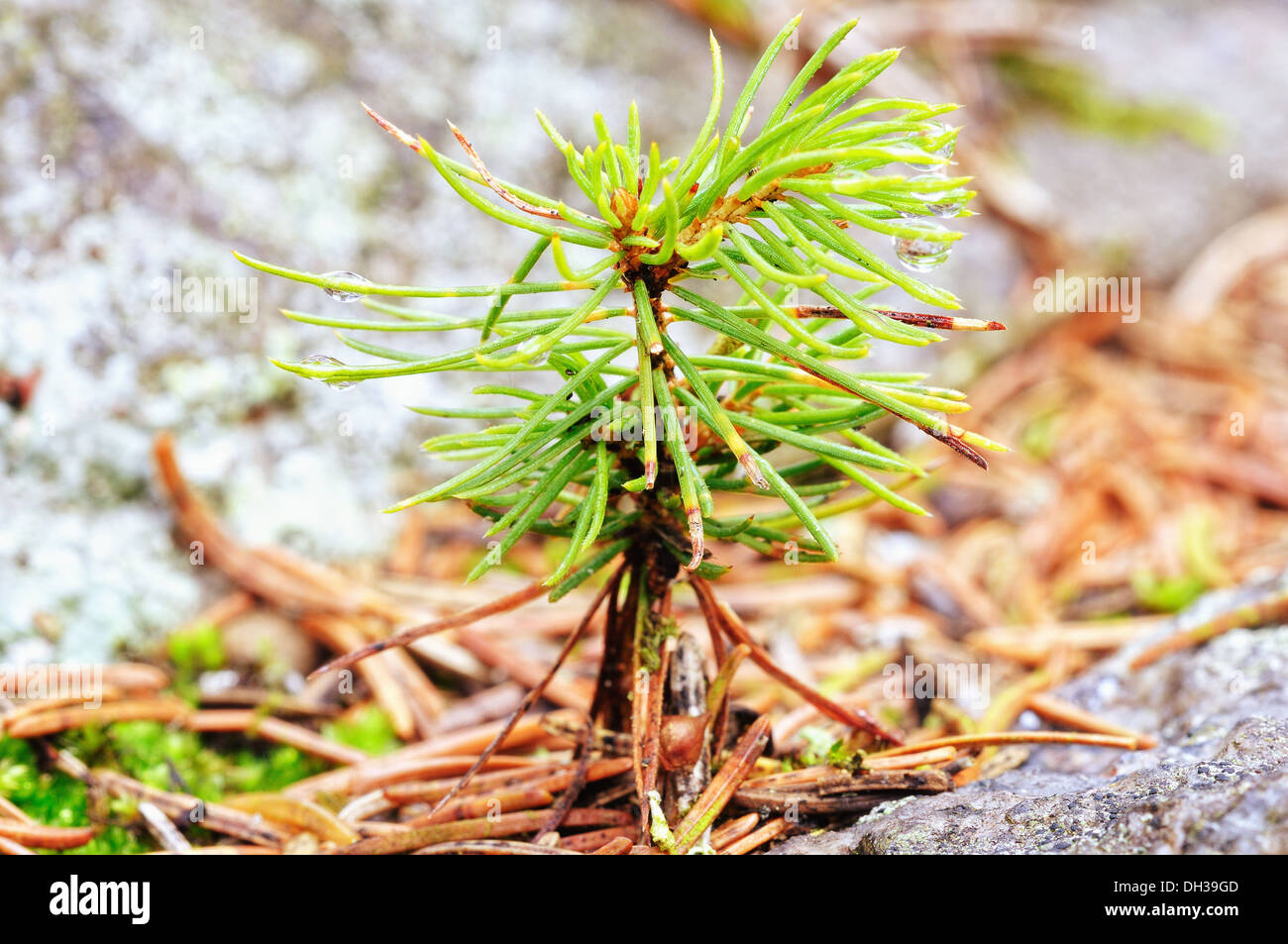 Kleine fichte Fotos und Bildmaterial in hoher Auflösung Alamy