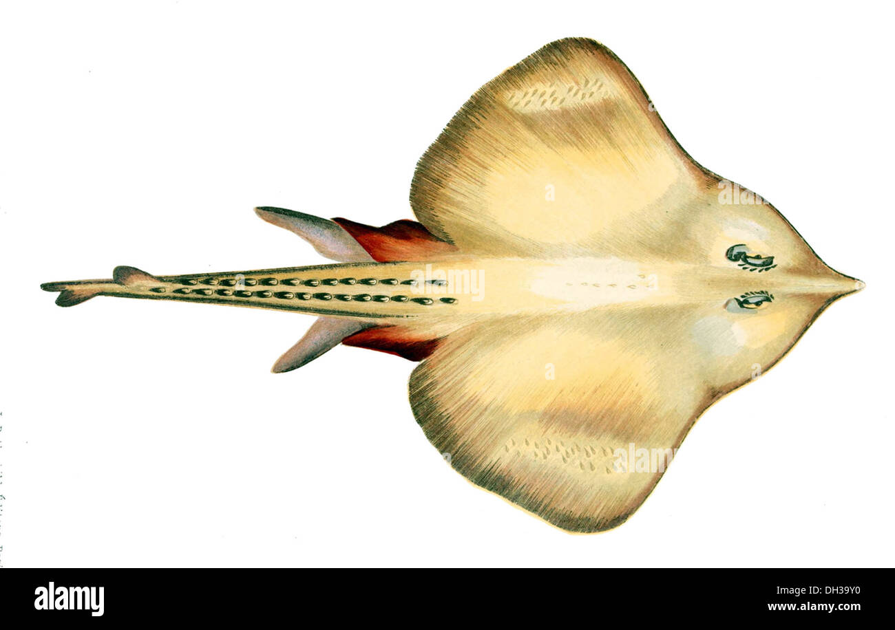 Leucoraja fullonica, auch bekannt als Rochenrochen, ist eine Art von Rochenfischen aus der Familie der Rajidae. Sie kommt im Nordatlantik vor, wo sie auf dem Festlandsockel lebt und sich von benthischen Organismen ernährt. Stockfoto