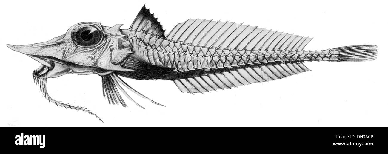 Peristedion investigatoris, auch bekannt als der Forscher Sterngucker, ist eine Fischart im östlichen Pazifik. Er ist an seinen großen, nach oben gerichteten Augen und seinem flachen Körper zu erkennen, der für das Leben auf dem Meeresboden geeignet ist. Stockfoto