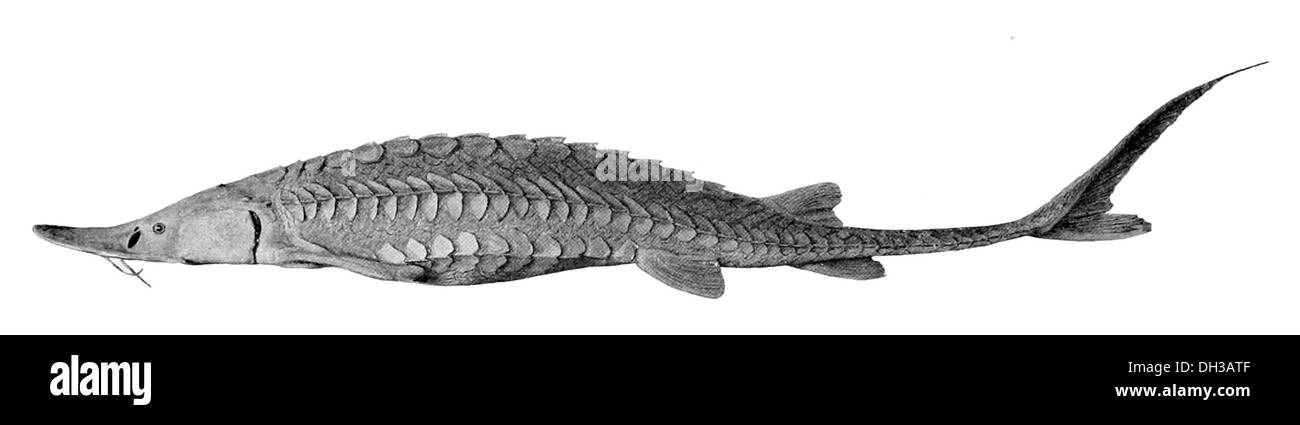 Scaphirhynchus platorynchus Stockfoto