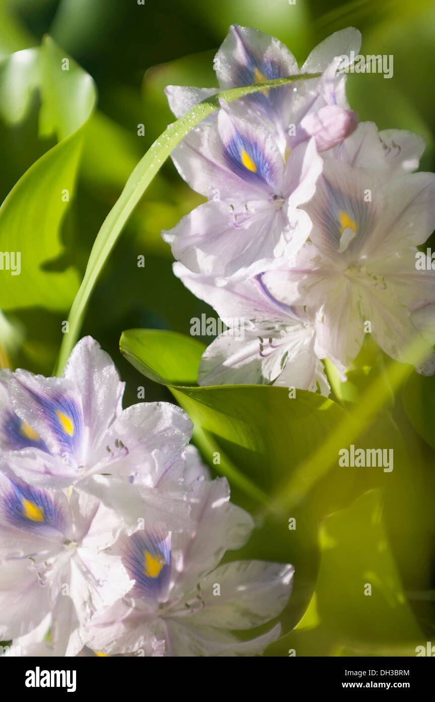 Gemeinsamen Wasserhyazinthe Eichornia Crassipes. Spitzen der hellblauen Blumen Wasser Pflanze als invasive außen native Stockfoto
