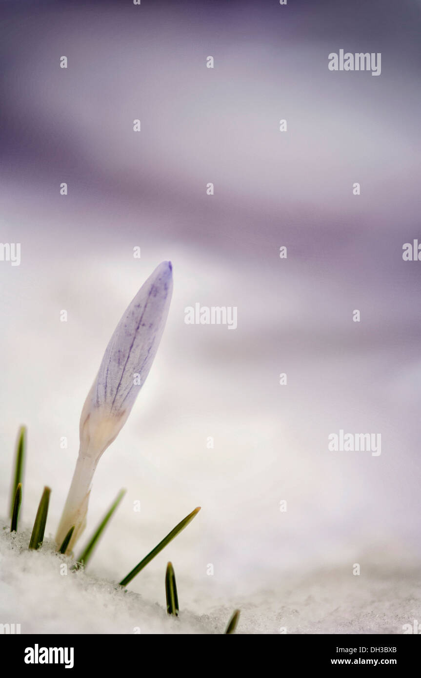 Krokus, dicht furled Blume und Spitzen Blätter aus Schnee. Stockfoto