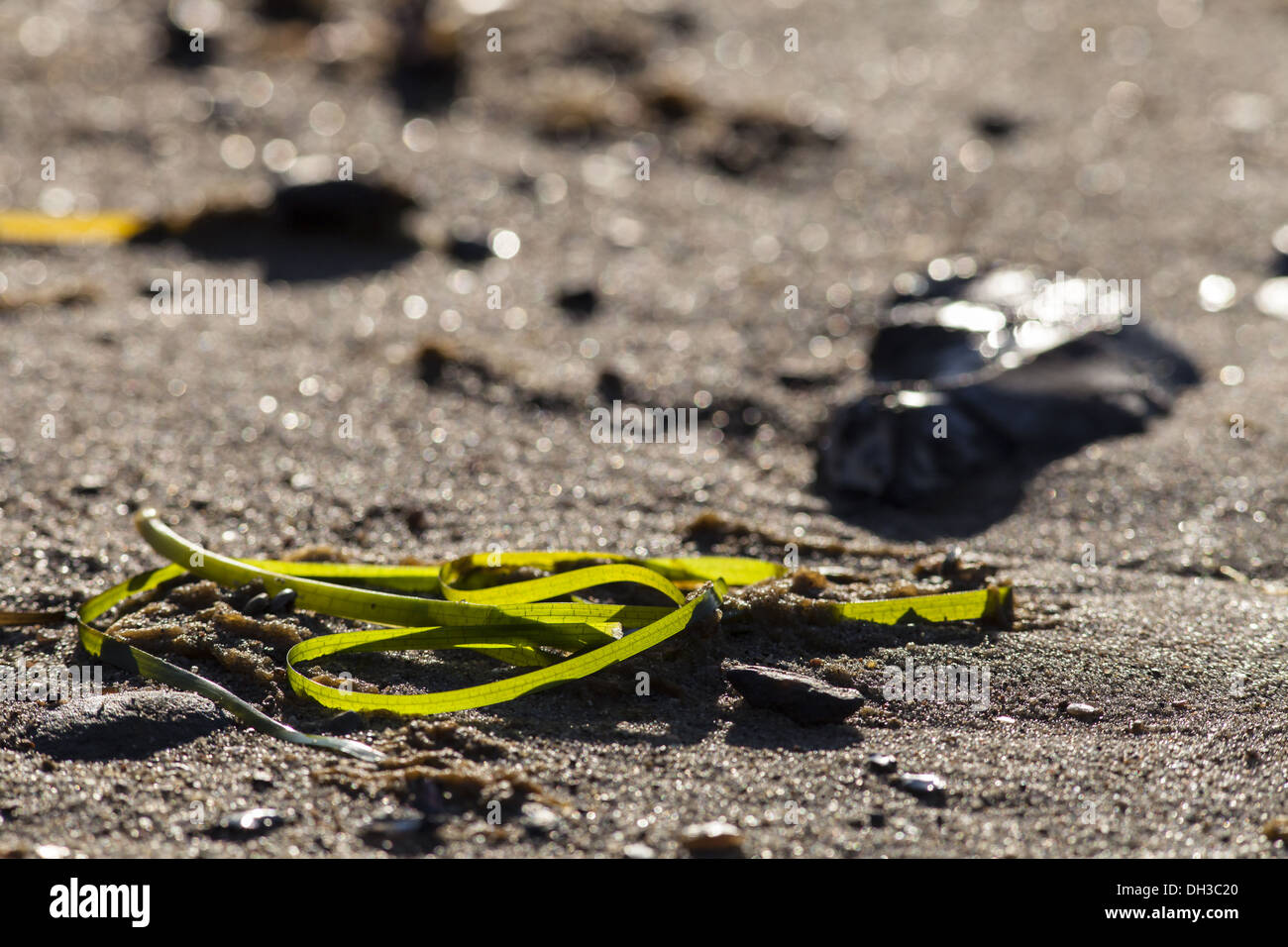 Gemeinsamen Seegras (Zostera Marina) Stockfoto