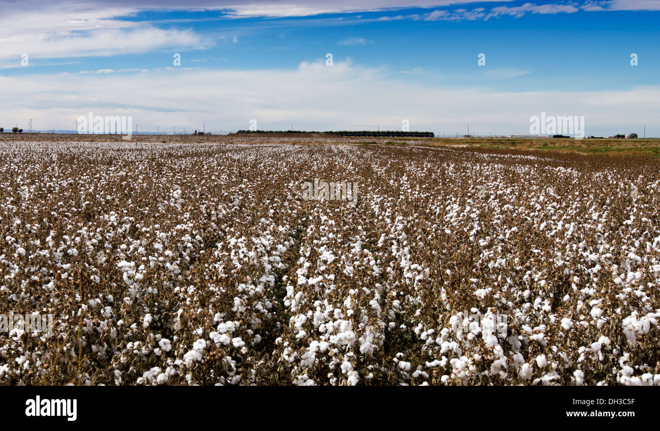 Baumwollfeld im Südosten von New Mexico, USA. Stockfoto