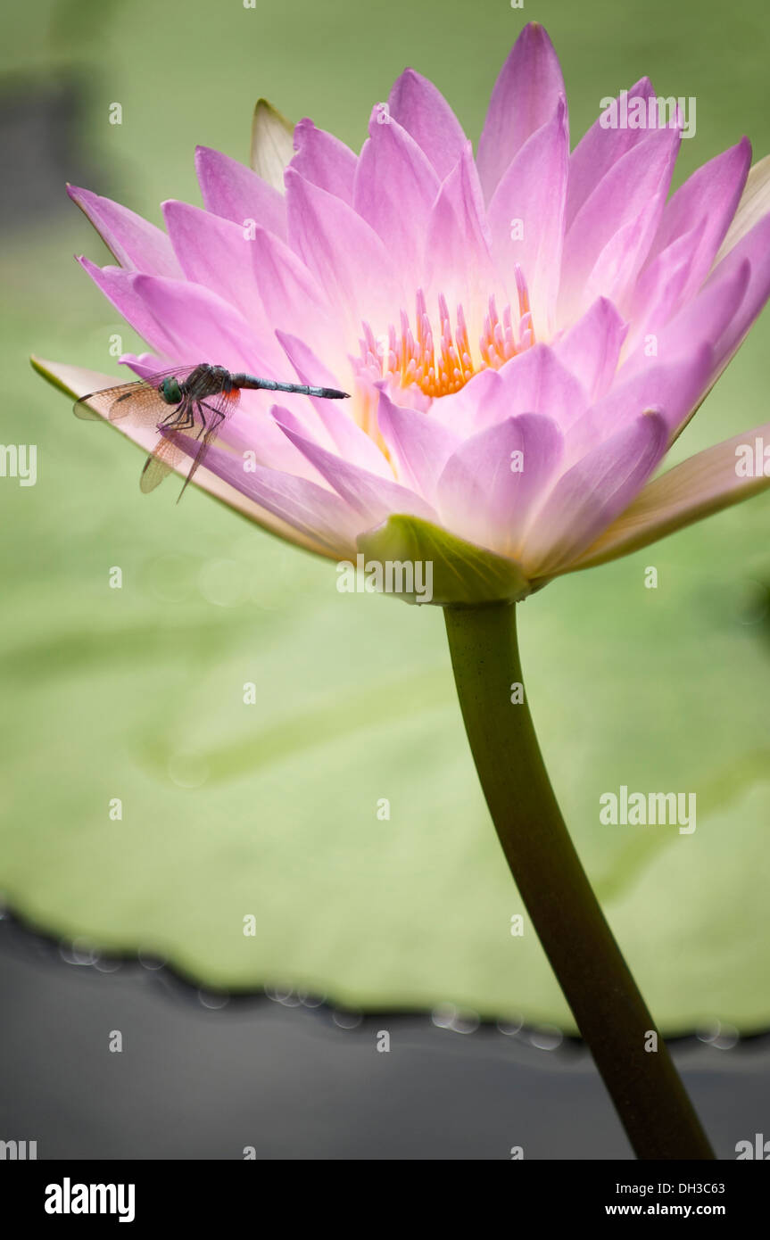 Seerose, Nymphaea. Einzelne rosa Blume und Libelle. Stockfoto