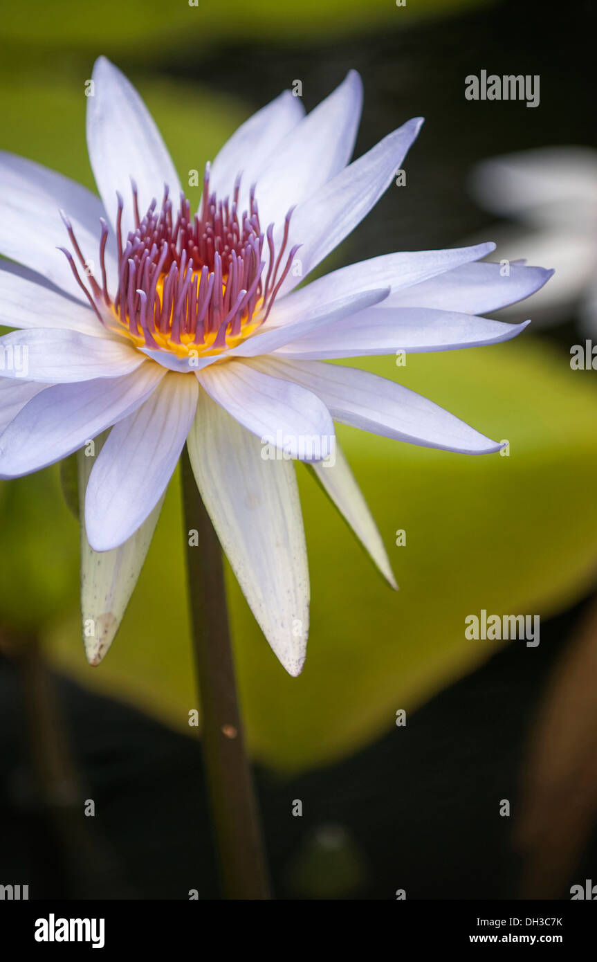 Seerose, Nymphaea Lone Star. Einzelne Blume mit weißen Blütenblättern und rosa und sattem gelb. Stockfoto