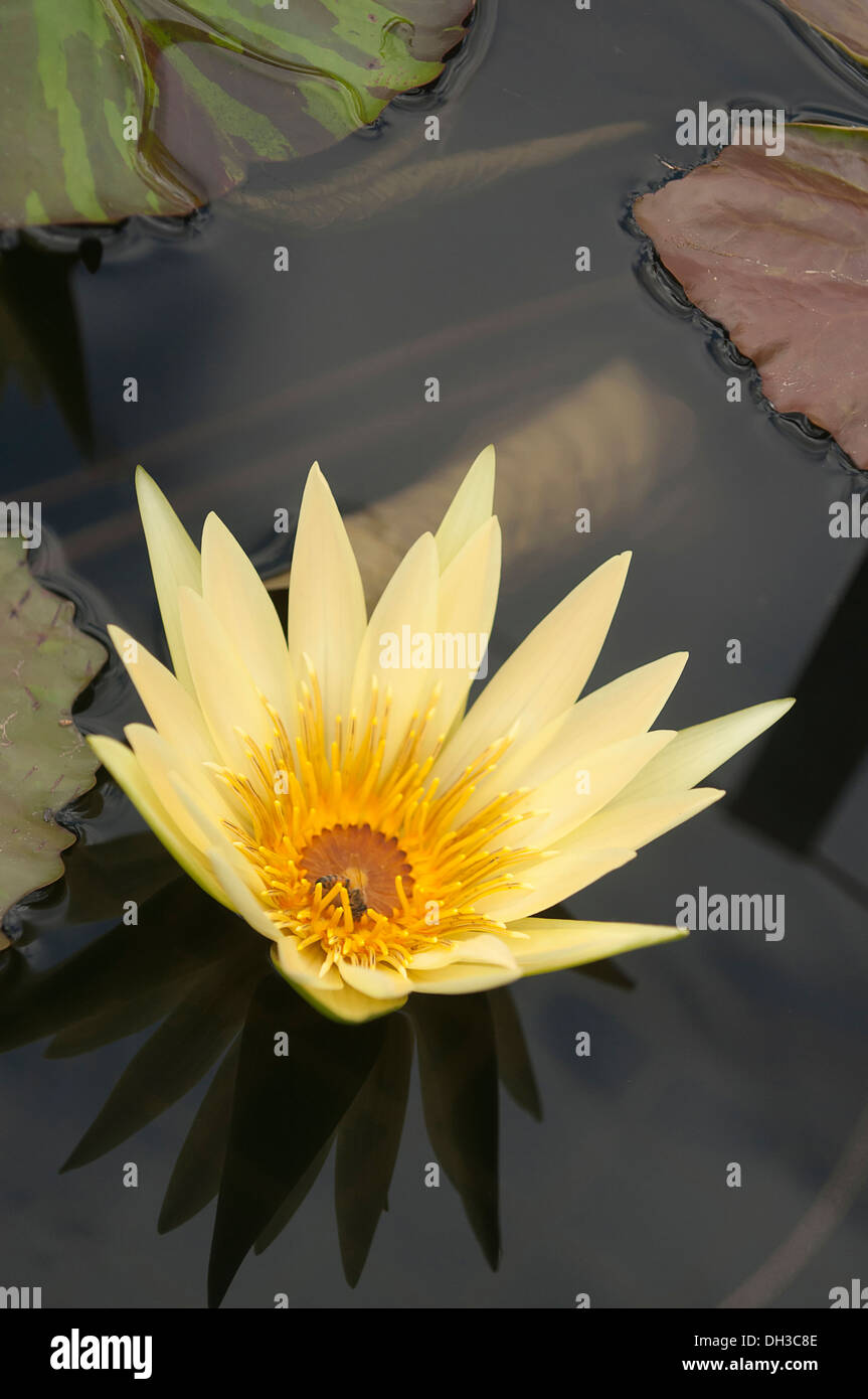 Seerose, Nymphaea St. Louis Gold. Einzelne, gelbe Blume zeigt sich in dunklen, stilles Wasser. Stockfoto