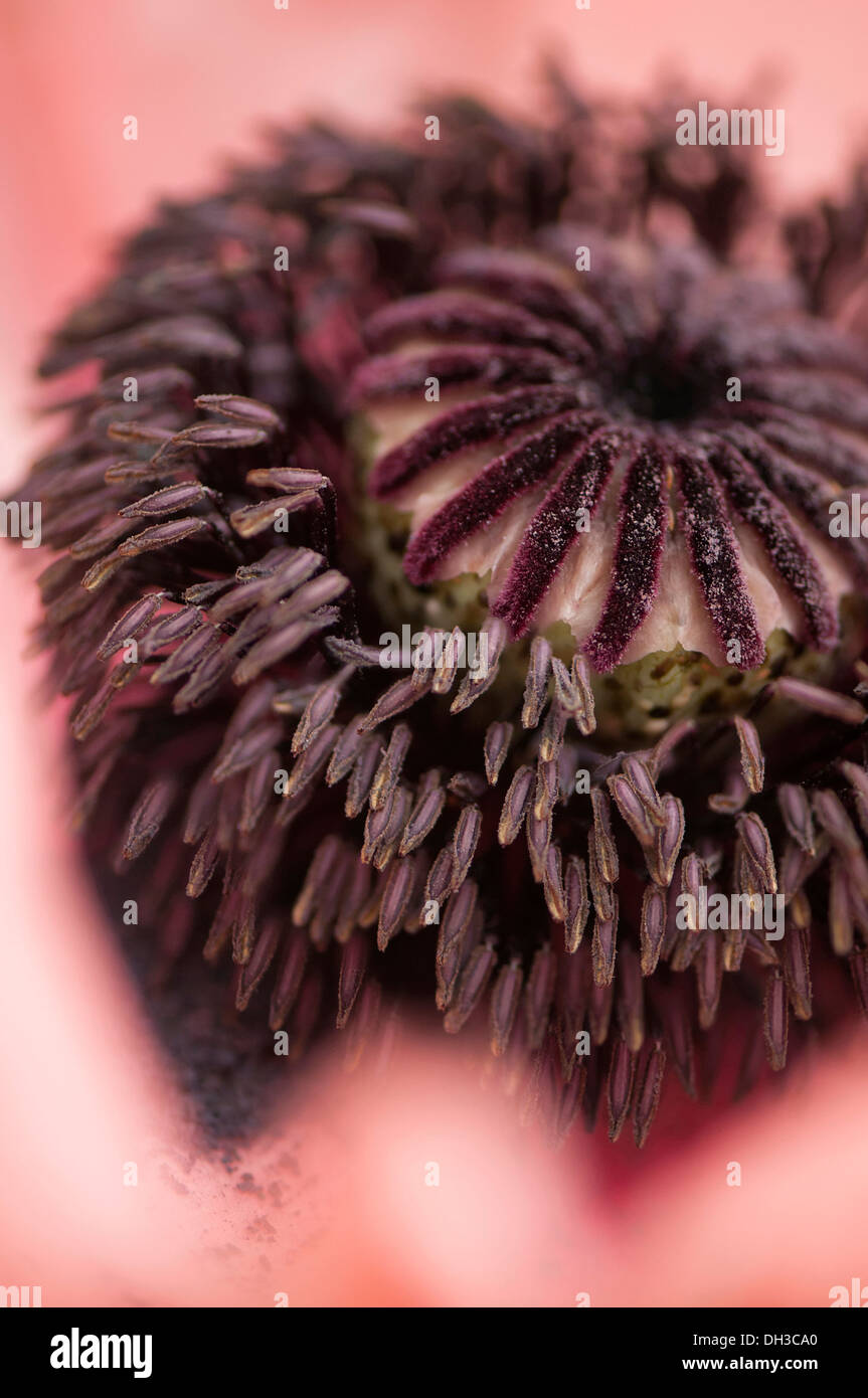 Mohn Papaver Orientale Cultvar. Schließen Sie zugeschnittenen Ansicht des schwarzen Zentrums der orientalische Mohn mit mehreren Staubgefäßen umgibt Samen Stockfoto