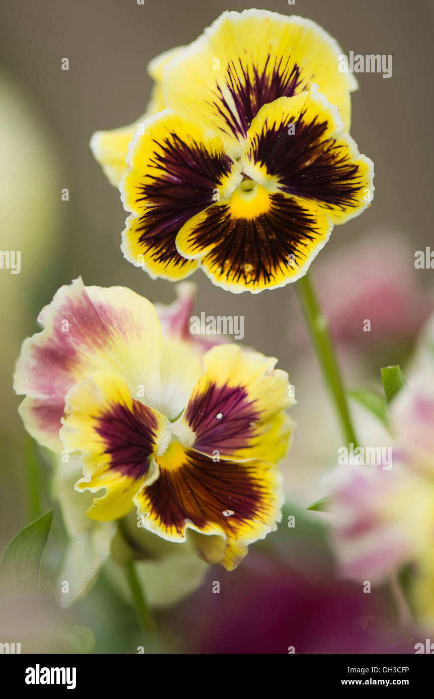 Stiefmütterchen, Viola X wittrockiana. Zwei Blüten mit dunklen Violett-Braun strahlenförmig von den Zentren der gelben Blütenblätter. Stockfoto