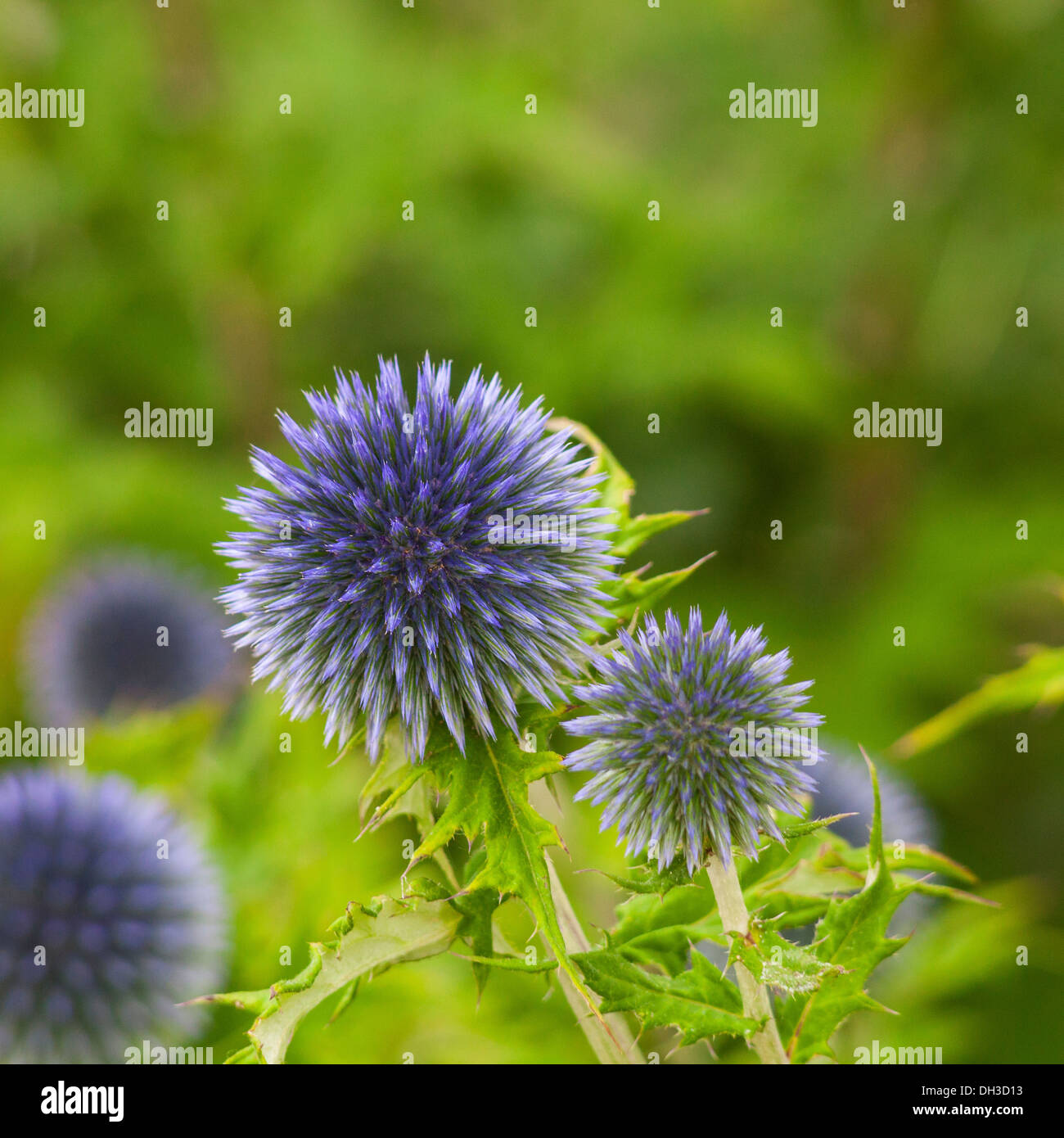 Blauer Globus Distel Blumen Stockfoto
