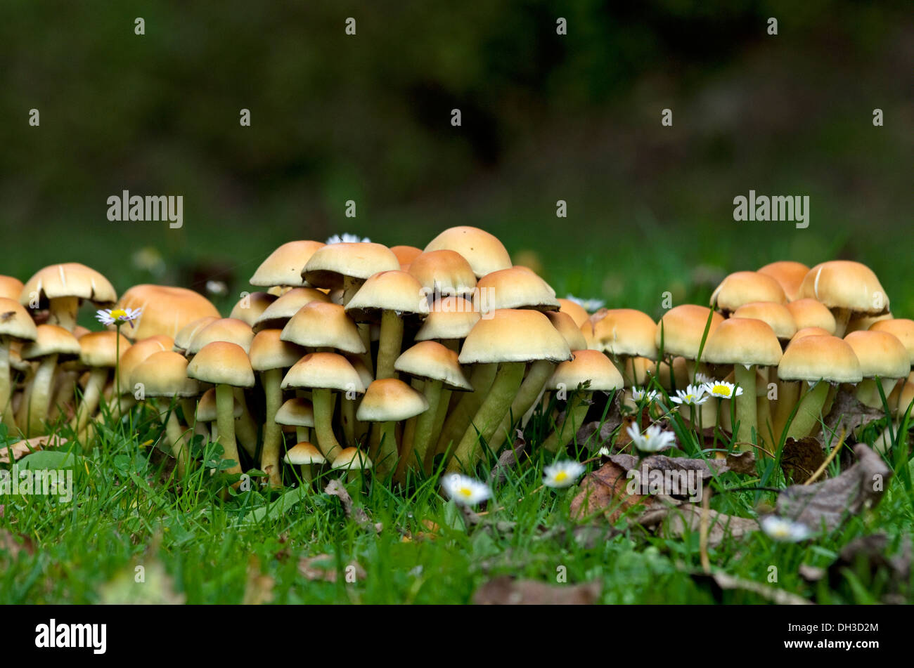 Pilze in der Natur der Tschechischen Republik Stockfoto