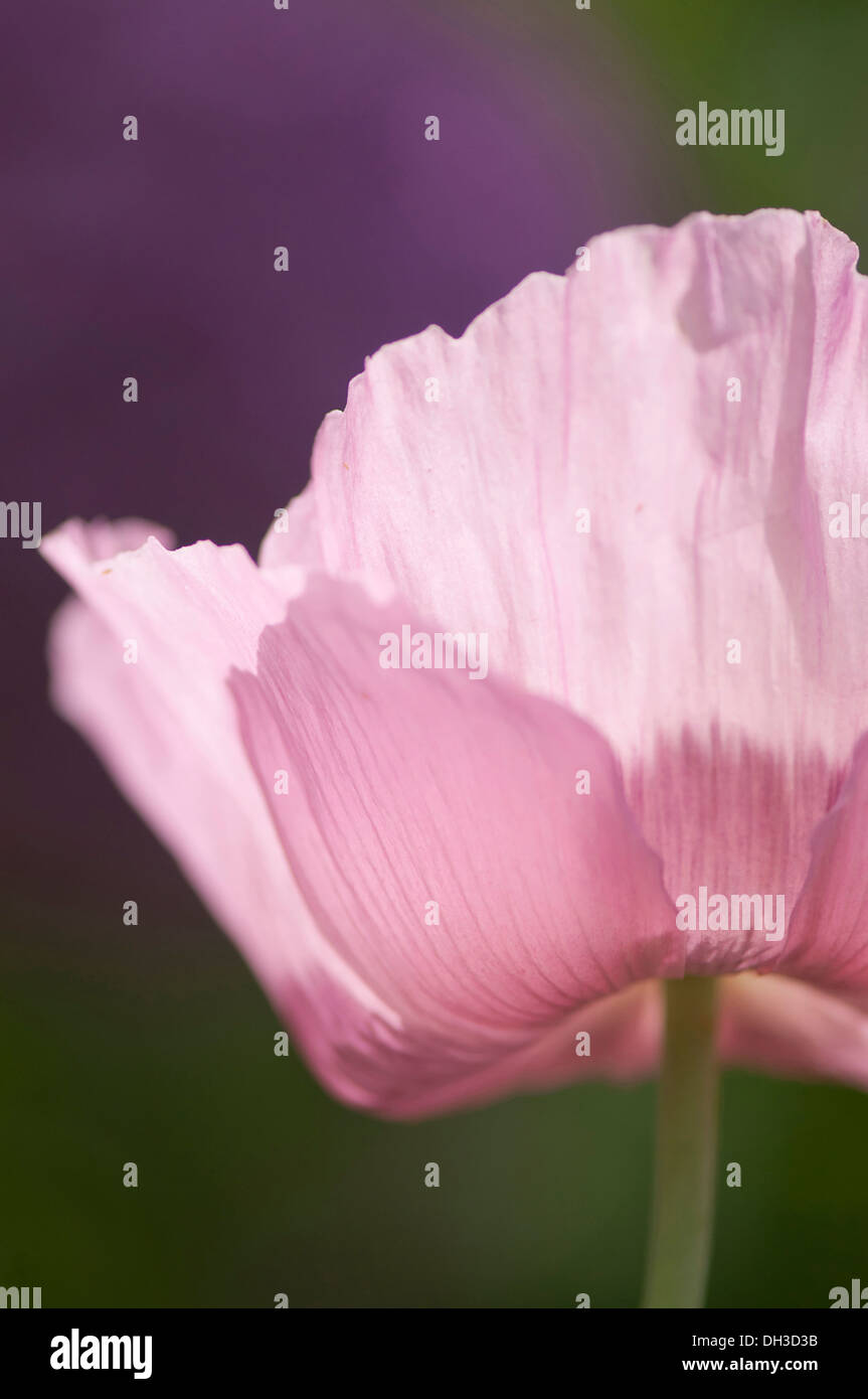 Mohn, Papaver Somniferum. Zugeschnittenen Nahaufnahme der Einzelblüte mit gerillten, zart, blass rosa Blütenblättern. Stockfoto