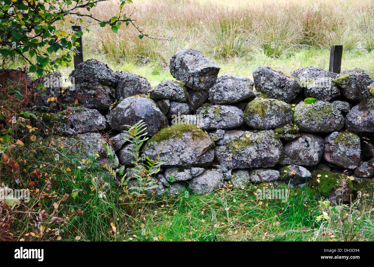 Eine kleine Trockenmauer am Muir Dinnet, Aberdeenshire, Schottland, Großbritannien. Stockfoto