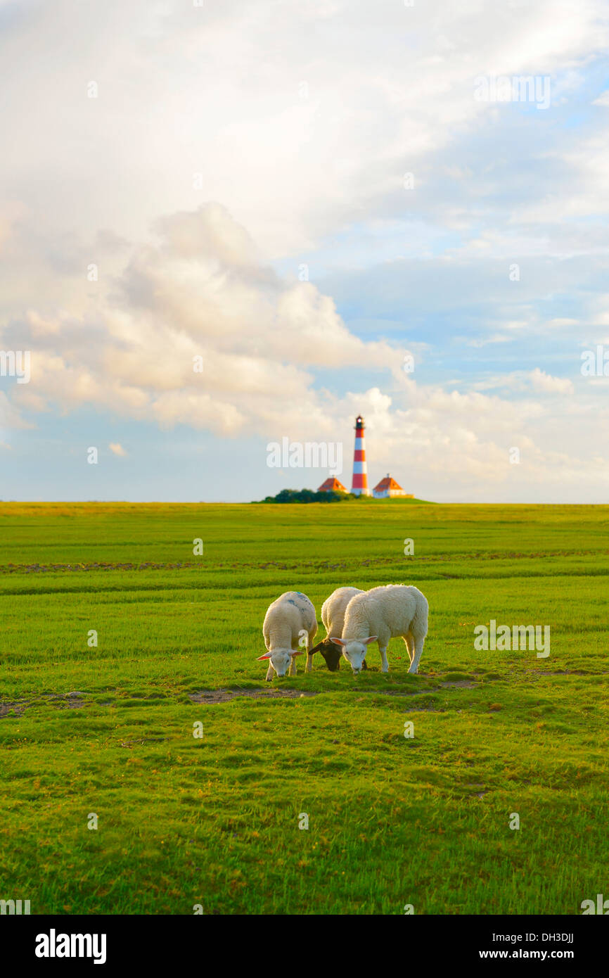 Hausschafe vor dem Leuchtturm Westerheversand-Leuchtturm Westerhever, Nordfriesland, Schleswig-Holstein Stockfoto