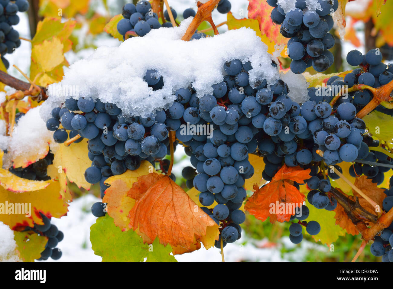 Verschneite Dornfelder Trauben im Herbst, Korb-Steinreinach, Weinbaugebiet der Remstäler, Baden-Württemberg Stockfoto
