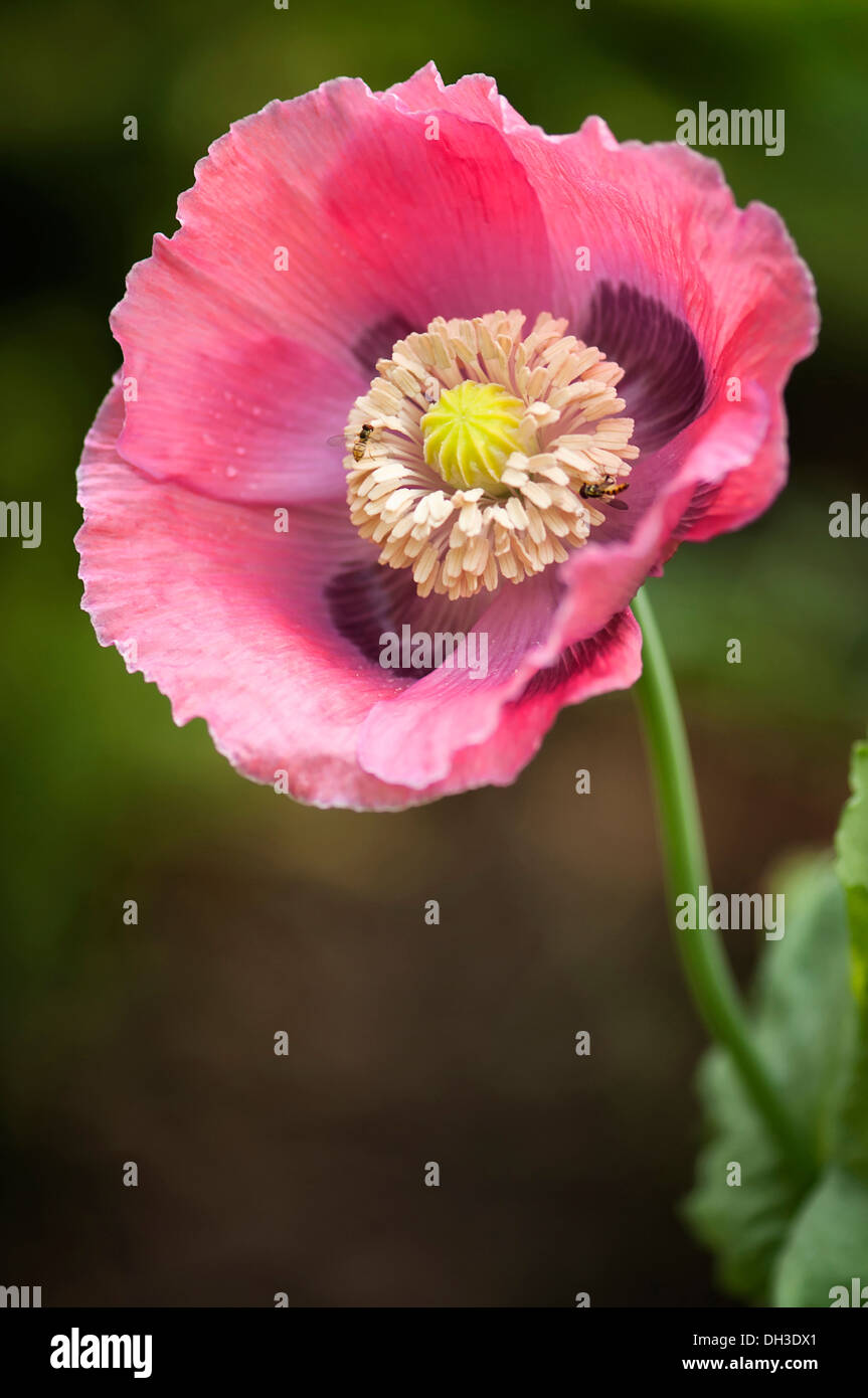 Opium poppy flower und Saatgut (Papaver somniferum Stockfotografie - Alamy