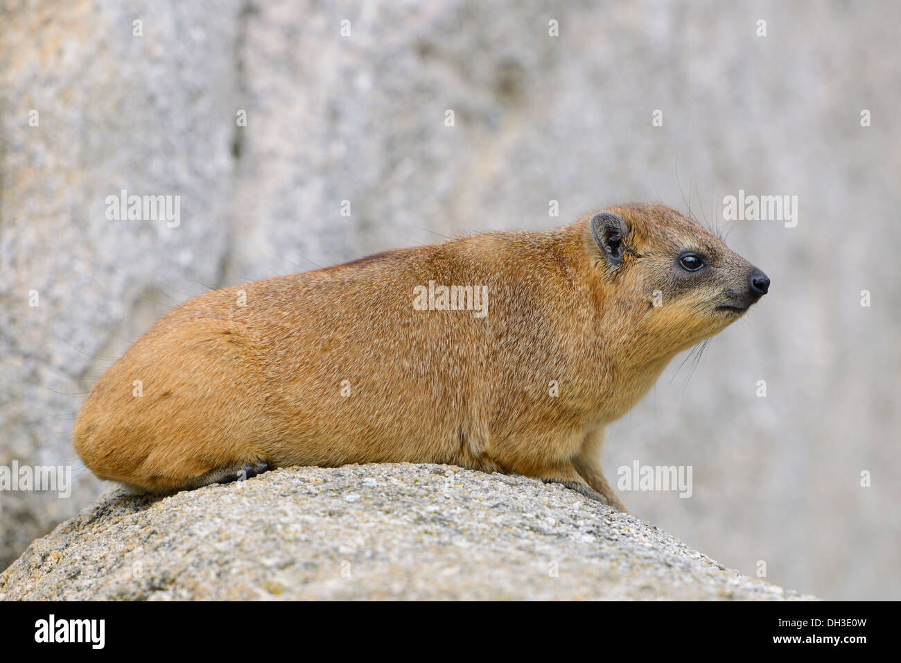 Rock Hyrax oder Cape Hyrax (Procavia Capensis), in Afrika und Westasien, Baden-Württemberg Stockfoto