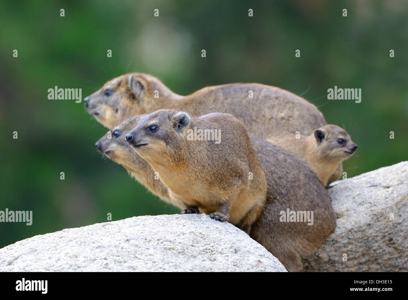 Rock Hyrax oder Cape Hyrax (Procavia Capensis), in Afrika und Westasien, Jungtiere, Baden-Württemberg Stockfoto