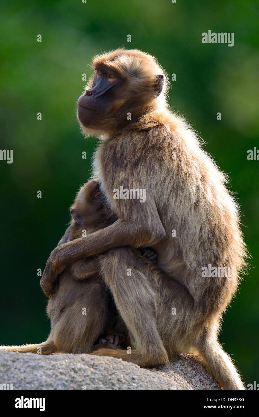 Gelada Paviane (Theropithecus Gelada), Erwachsene mit Kleinkind, Baden-Württemberg, Deutschland Stockfoto