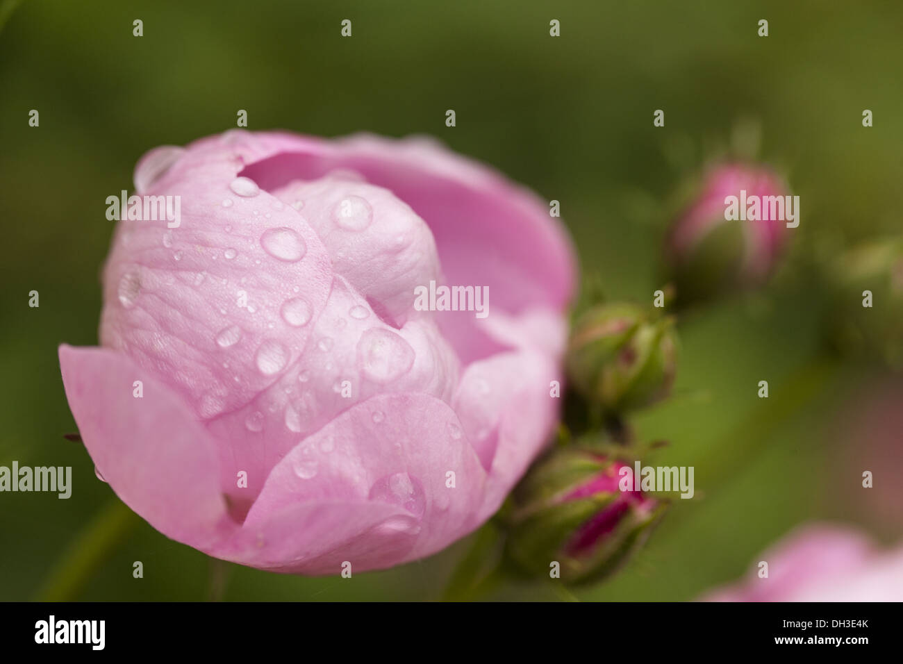 Kordes rosen Fotos und Bildmaterial in hoher Auflösung Alamy