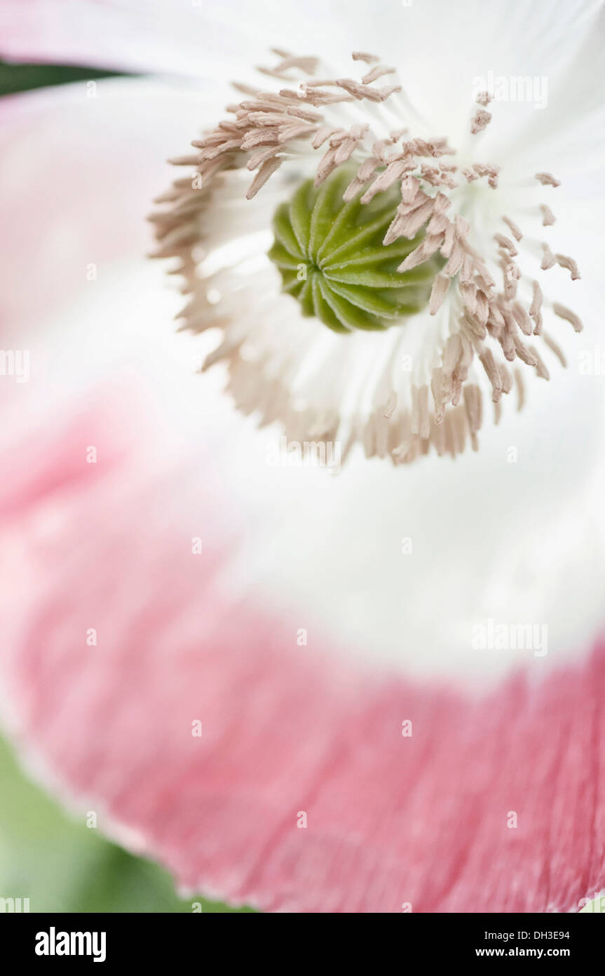 Mohn Papaver Somniferum. Schließen Sie verkürzten Blick auf einzelne Blume mit weißen Blütenblättern eingefasst in rosa und zeigt Details der Staubblätter Stockfoto