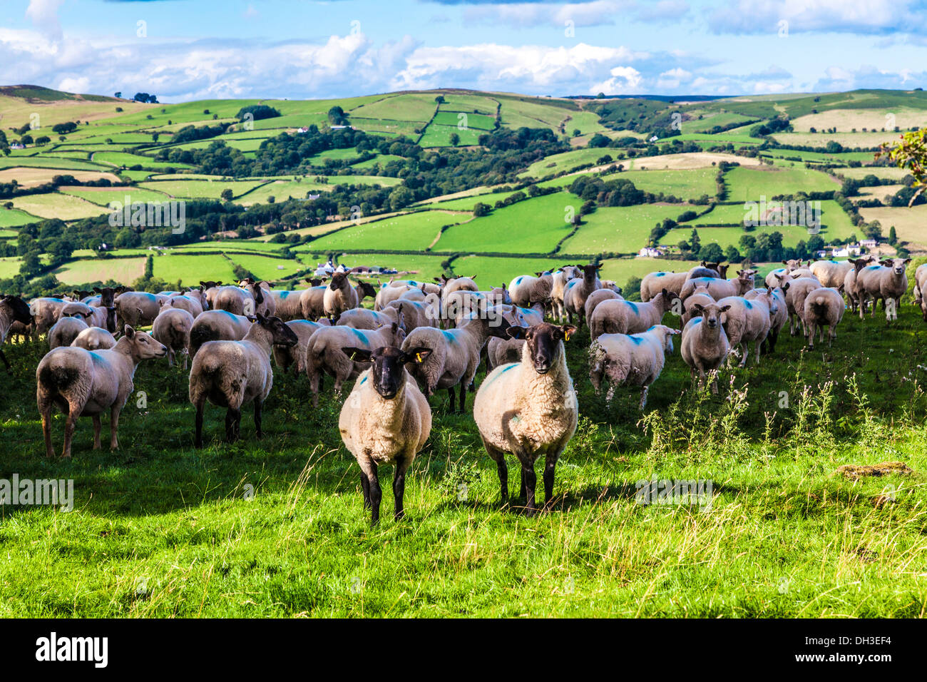 Eine Schafherde walisischen im Brecon Beacons National Park, Wales. Stockfoto