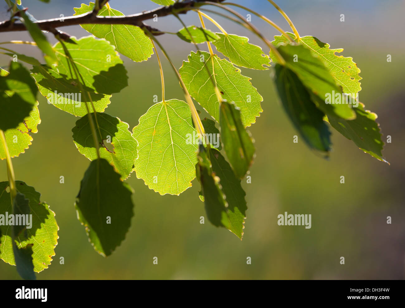 Schöne Aspen Blätter Stockfoto