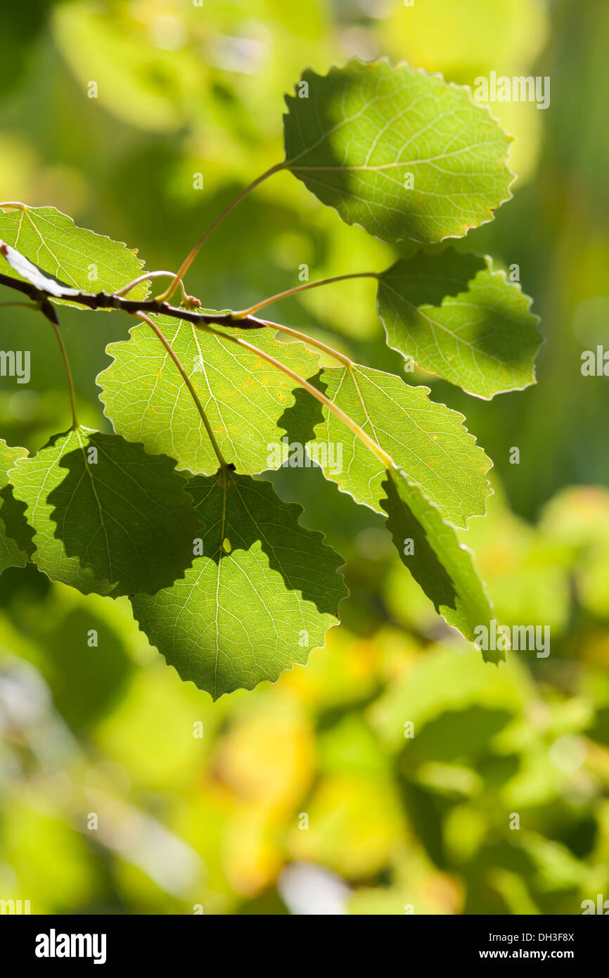 Schöne Aspen Blätter Stockfoto