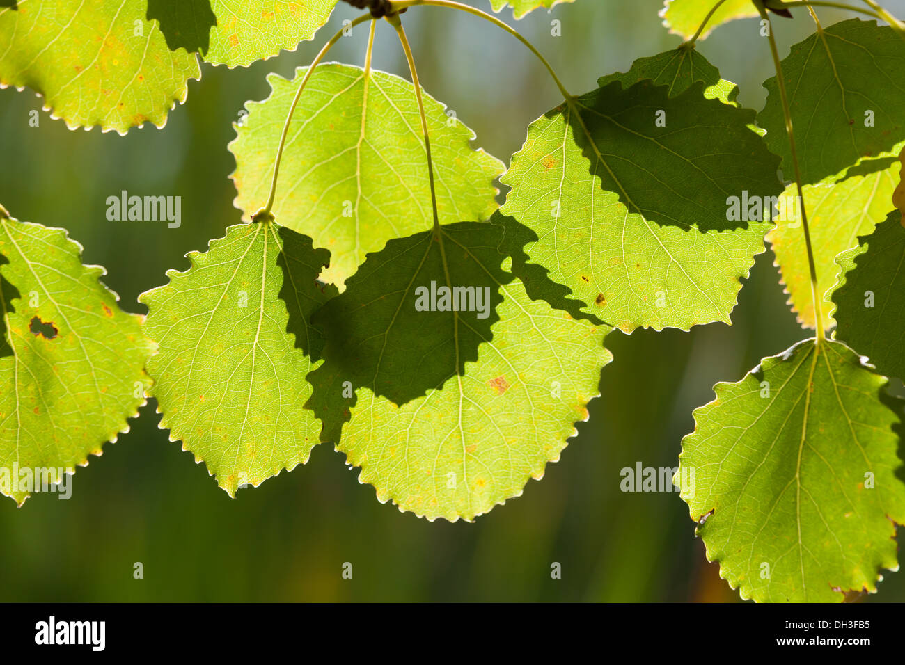 Schöne Aspen Blätter Stockfoto
