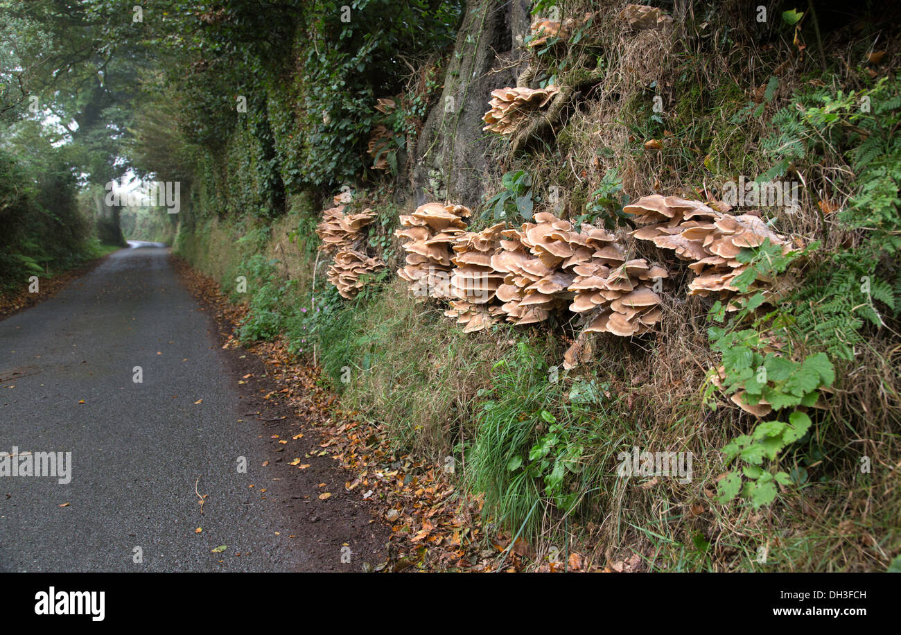 Halterung Pilze wachsen auf einem Devon Land Lane, Devon, England, UK Stockfoto