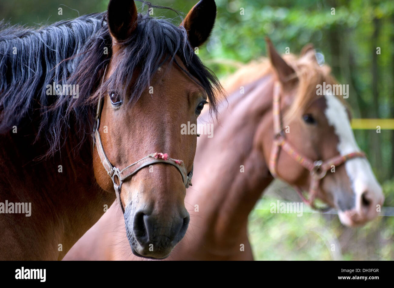 Pferde in der Natur der Tschechischen Republik Stockfoto