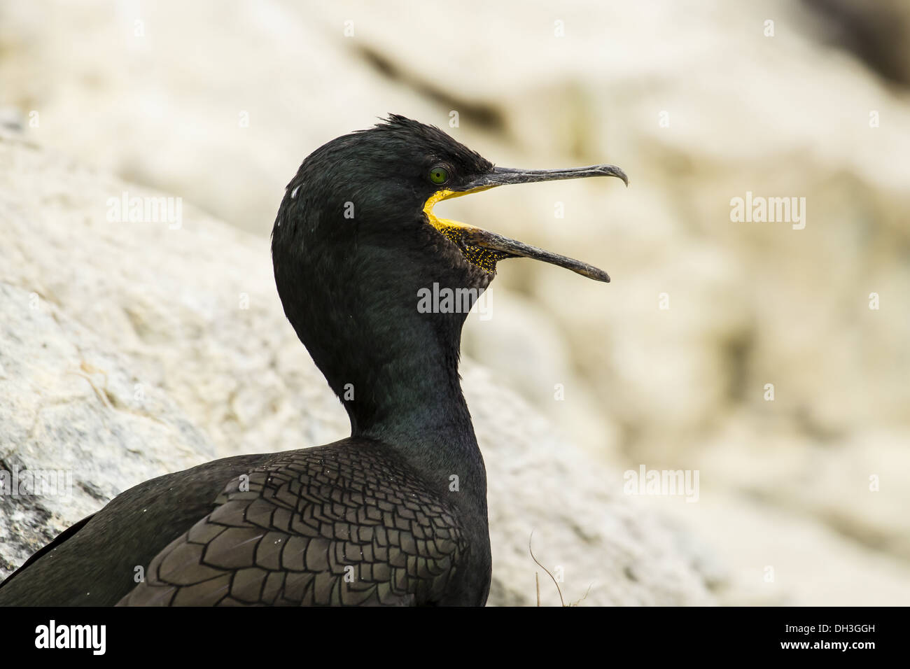 Shag (Phalacrocorax Aristotelis) Stockfoto