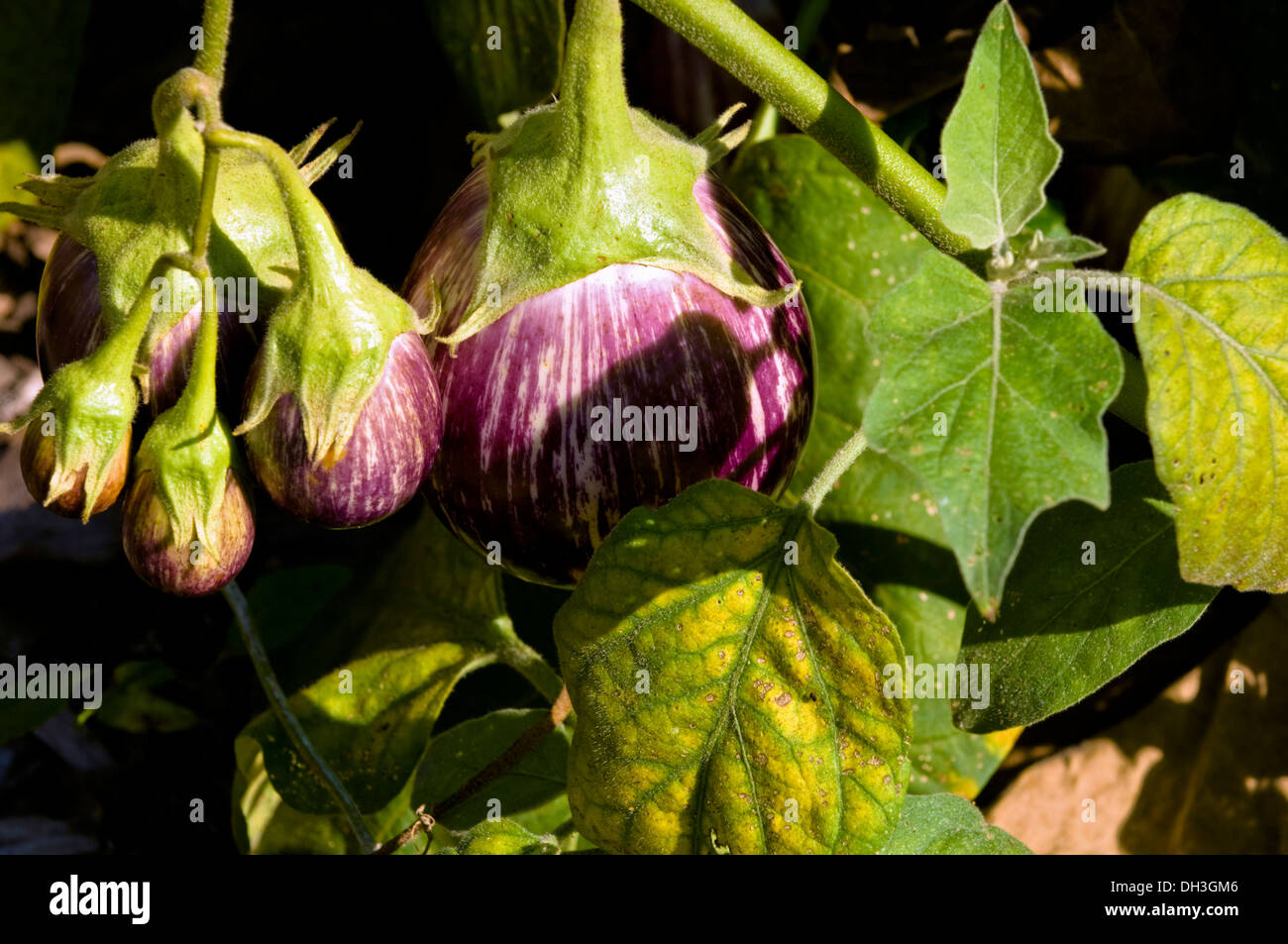 Purpur gestreift Aubergine (Edirne) wächst in einen Bio-Garten in Chicago, Illinois, USA. Stockfoto