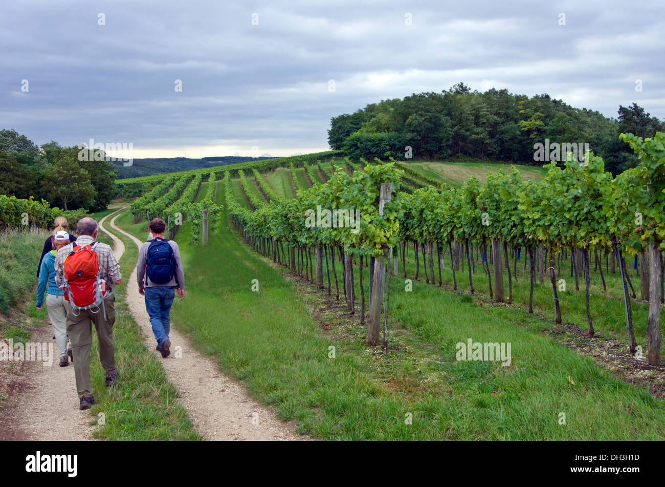 Österreichs Land Seite Wanderer Wanderer Weinberge Stockfoto