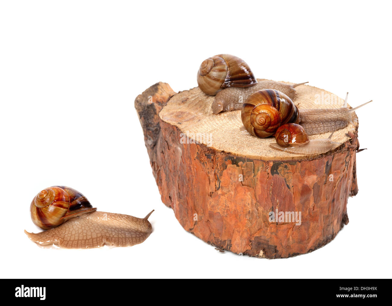 Familie von Schnecken auf Kiefer-Baumstumpf. Isoliert auf weißem Hintergrund. Stockfoto