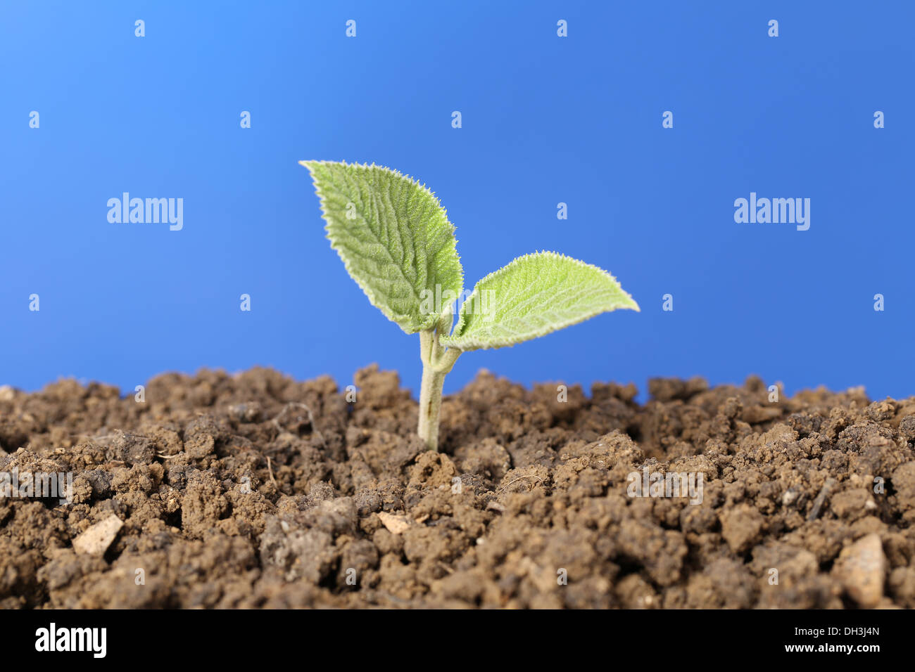 Eine kleine Pflanze wächst in den Schmutz in einem Garten neue Lebensthema Stockfoto