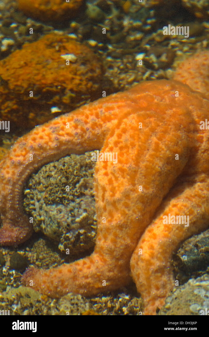 Starfish Puget Sound Washington State Stockfoto