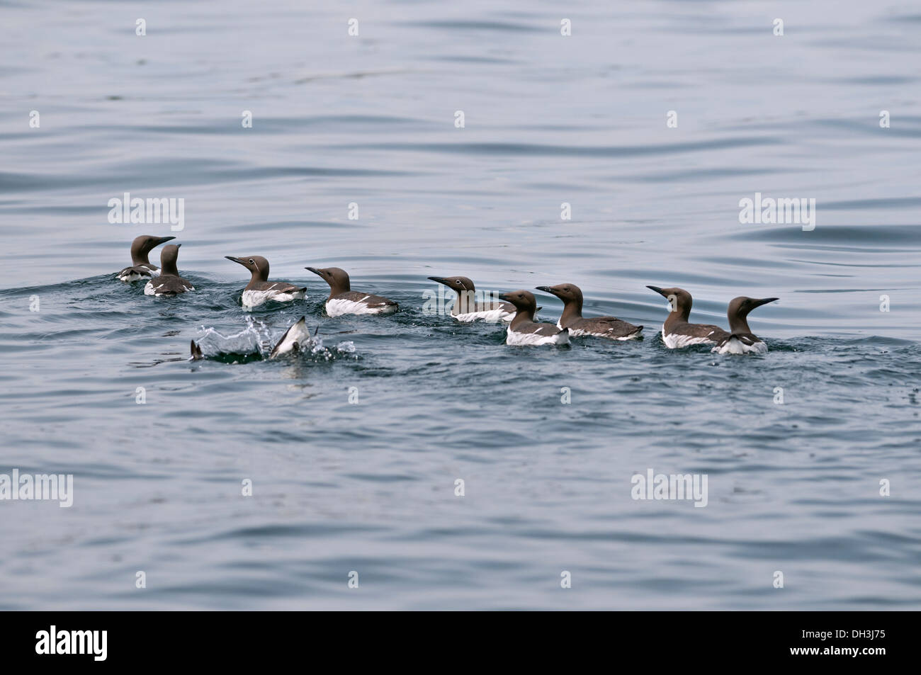 Gemeinsame und gezügelten Trottellumme (Uria Aalge) auf dem Wasser. Stockfoto