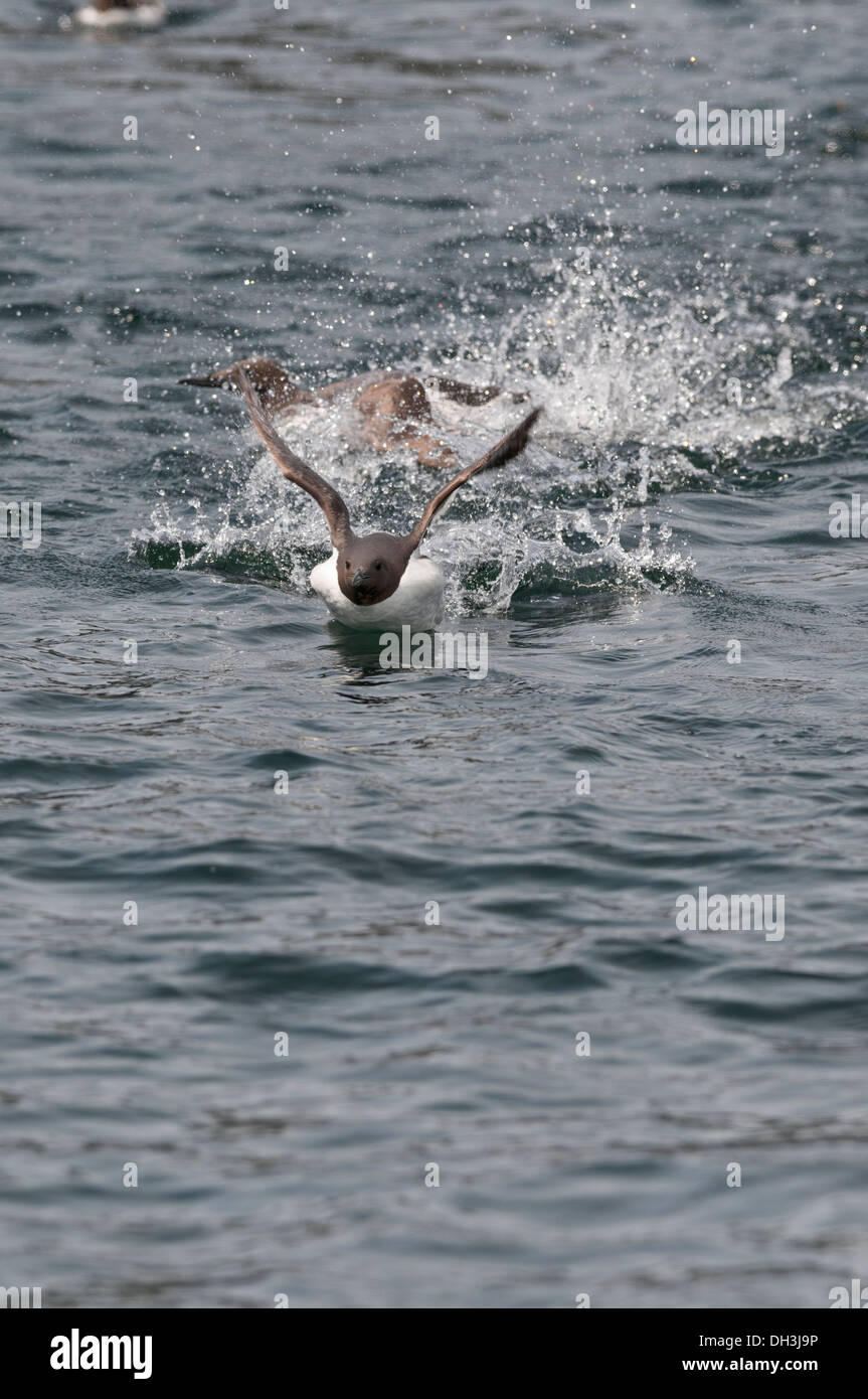 Gemeinsamen Guillemot (Uria Aalge) vom Wasser abheben. Stockfoto