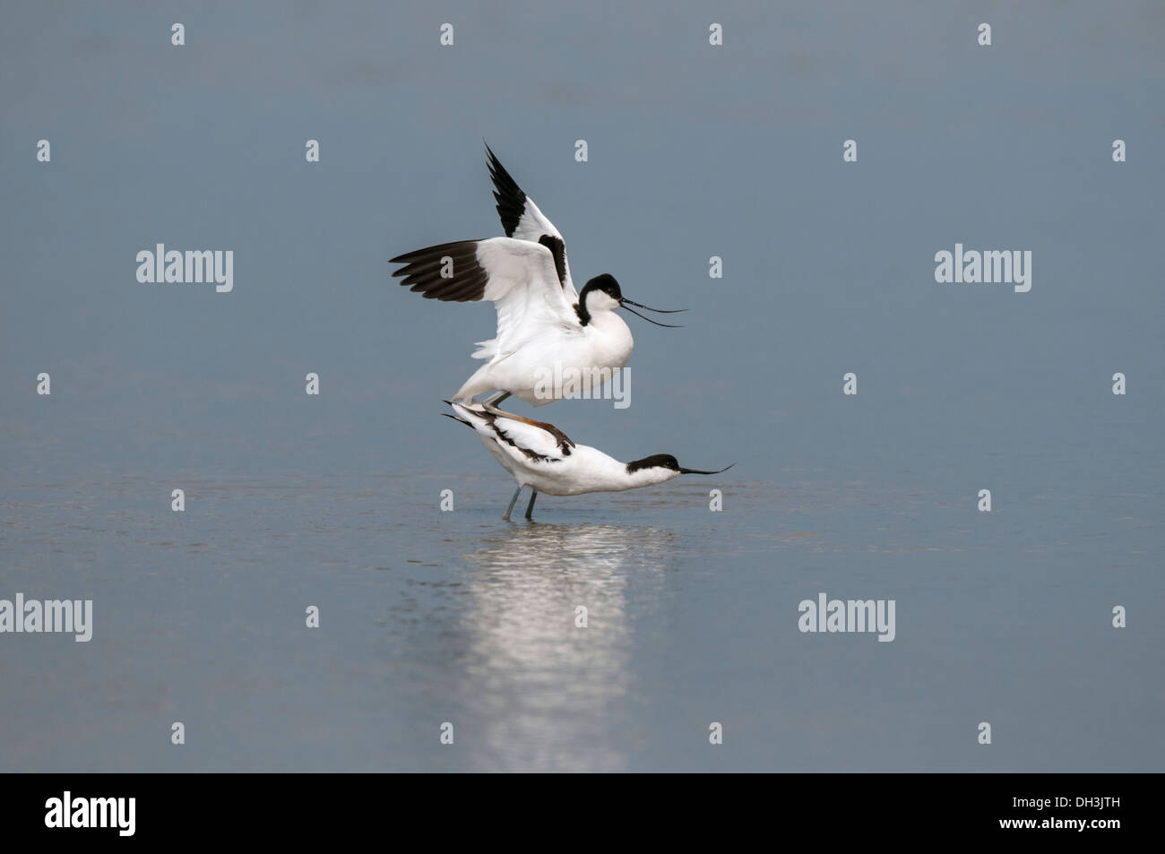 Säbelschnäbler (Recurvirostra Avosetta) in der Paarung Aktivität. Stockfoto