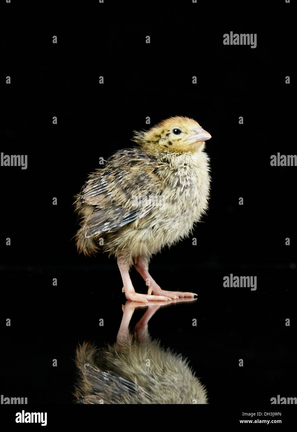Japanische Wachteln, Coturnix Japonica Küken Stockfoto