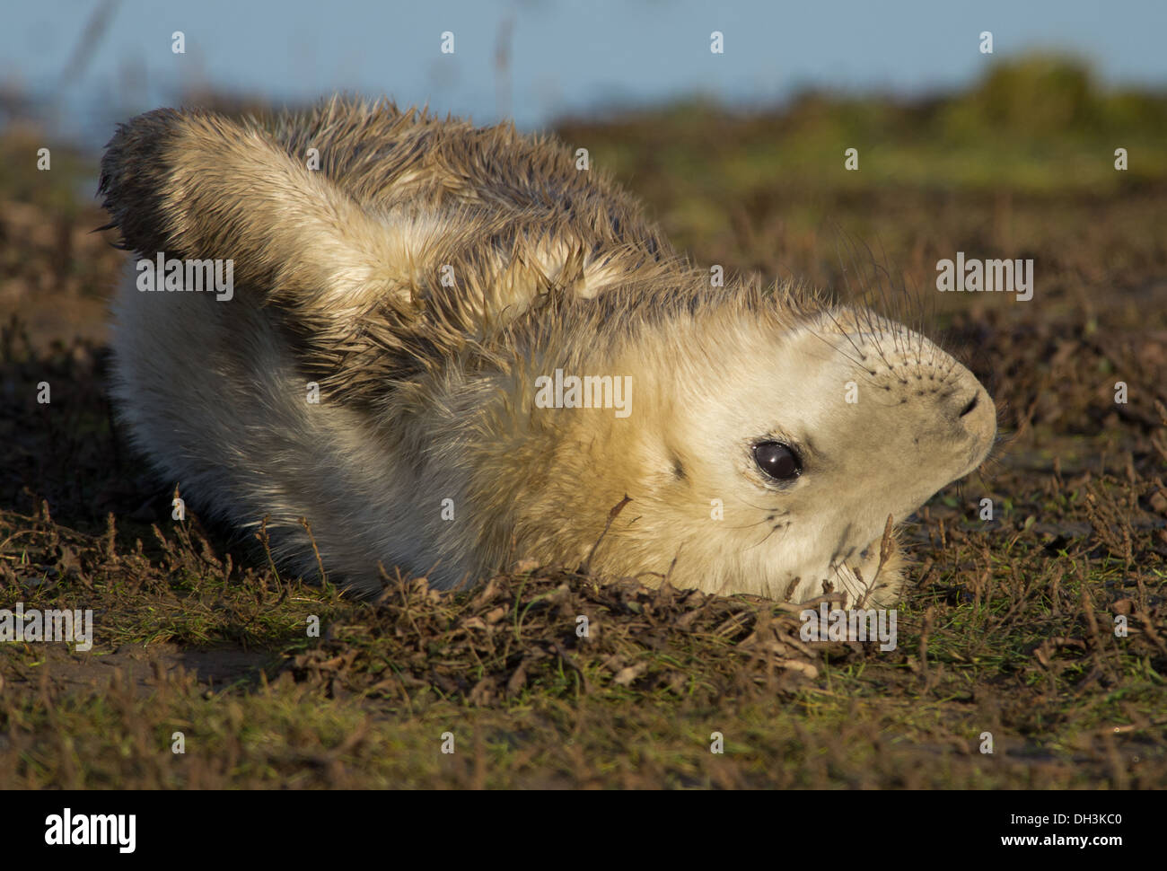 Kegelrobben-Welpe auf dem Rücken Stockfoto