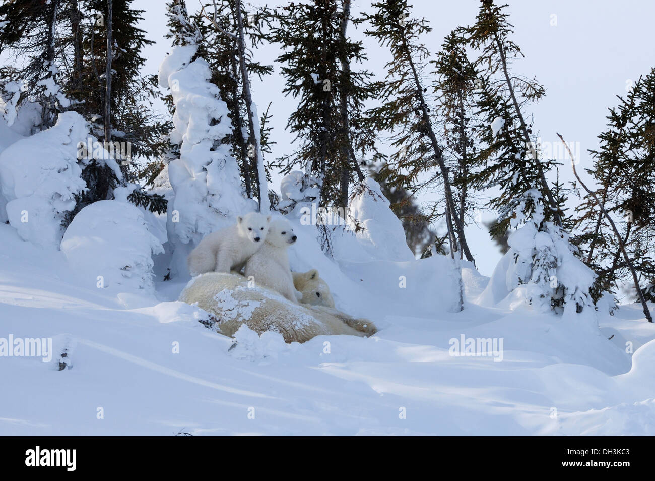 Eisbär säen (Ursus Maritimus) mit zwei jungen liegen hinter einer Reihe von Bäumen geschützt vor dem eisigen Wind, Wapusk Nationalpark Stockfoto