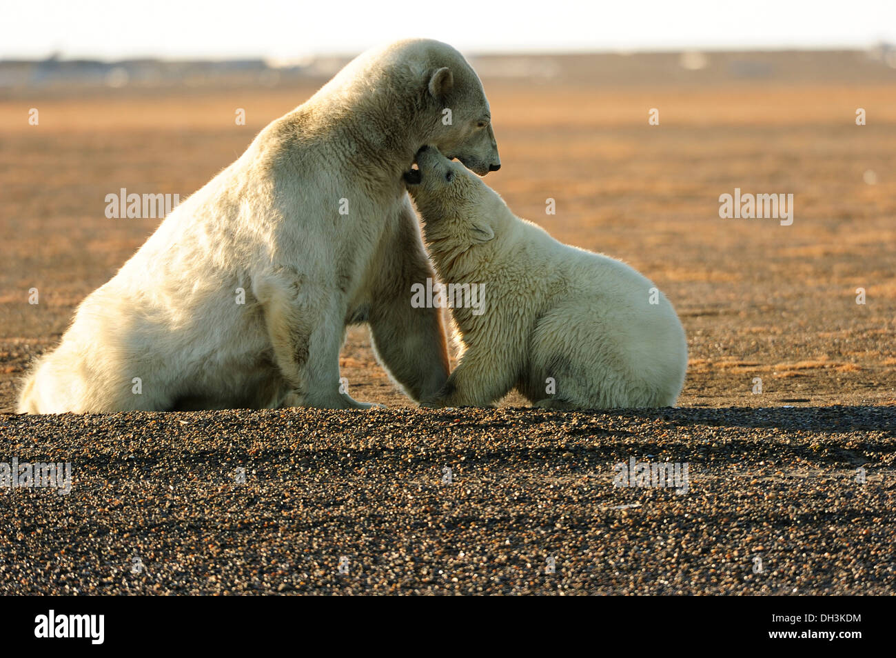 Junge Eisbären (Ursus Maritimus), kuscheln mit seiner Mutter, Kaktovik, Nordhang Region, Beaufortsee, Alaska, Amerika Stockfoto