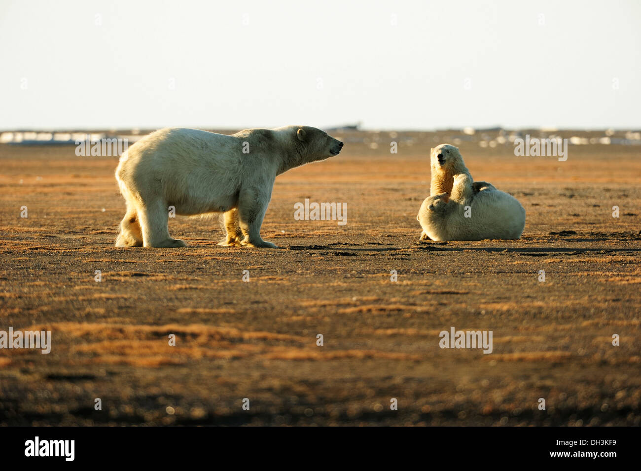 Zwei junge Eisbären (Ursus Maritimus) spielen kämpfen miteinander mit ihrer Mutter beobachten, Kaktovik, Nordhang region Stockfoto